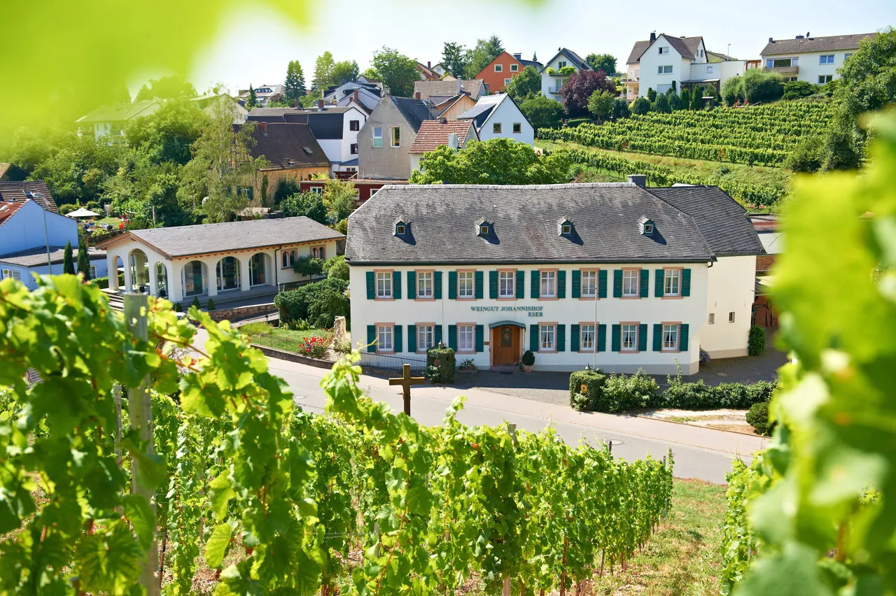 Weinberge des Rheingaus bei Johannisberg